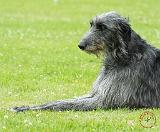 Deerhound 9R061D-090